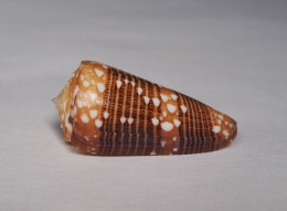 Conus Nobilis Victor - Seashells & Snail-shells