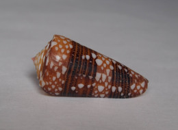 Conus Nobilis Victor - Conchas Y Caracoles