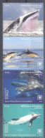 TONGA    (FAU307) XC - Dolphins