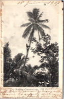 ILES FIJI - Climbing Coacoanut Tree - Fidji