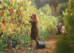 Vignes - Scènes De Vendanges - Images D'un Temps Qui Passe - Femmes - Folklore - CPM - Voir Scans Recto-Verso - Vignes