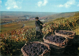 Vignes - Champagne - Scènes De Vendanges - CPM - Voir Scans Recto-Verso - Vignes