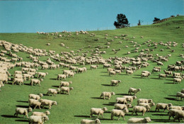 Sheep Farming, Rotorua - New Zealand - Neuseeland