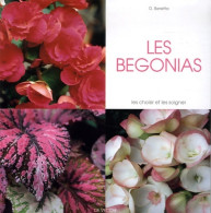 Les Bégonias (2006) De Daniela Beretta - Garden