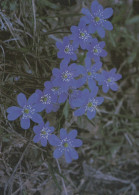 FLOWERS Vintage Postcard CPSM #PAR405.GB - Flowers