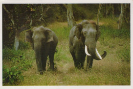 ELEFANTE Animale Vintage Cartolina CPSM #PBS762.IT - Elefanti