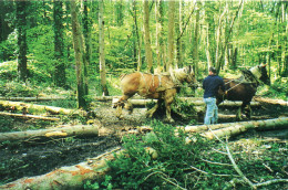 Kéréault Plougastel-Daoulas Animée Débardage De Bois Bûcheron Chevaux Métier - Plougastel-Daoulas