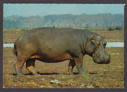 089714/ Hippopotame, Afrique - Hipopótamos