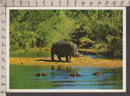 089715GF/ Hippopotame, Femelle Et Ses Petits, Mother Hippo Watching Over Her Family - Nijlpaarden