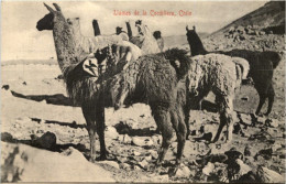 Chile - Llamas De La Cordillera - Chile