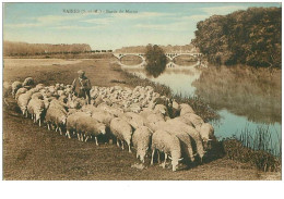 77.VAIRES.n°11784.BORDS DE MARNE.MOUTONS - Vaires Sur Marne