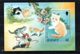 JERSEY - 2002 - M/S - B/F - CHATS - CATS - KATZEN - BRITISH CREAM - - Jersey