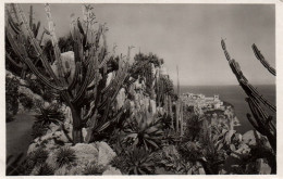 RECTO/VERSO - CPA - MONACO - JARDIN EXOTIQUE - CEREUS VALIDUS - ALOES - AGAVES - YUCCAS - AU FOND LE PALAIS - Jardin Exotique