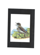 Buzin 3265 Gobemouche Gris - 1985-.. Birds (Buzin)