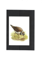 Buzin 3267 Petit Gravelot - 1985-.. Vogels (Buzin)