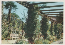 24066 - Palmengarten In Bad Pyrmont - Ca. 1975 - Bad Pyrmont