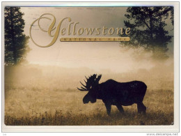 MOOSE, ELCH  - In The YELLOWSTONE National Park, Nice Stamp - Yellowstone