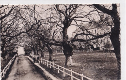 A13-44) LE PRIEURE DE PONT CHATEAU - AVENUE DES CHATAIGNIERS  - ANIMEE - ( 2 SCANS ) - Pontchâteau