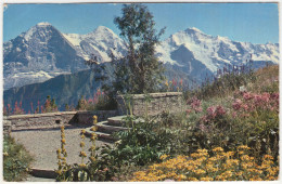 Schynige Platte. Alpengarten Mit Eiger, Mönch Und Jungfrau - (Schweiz/Suisse) - Lauterbrunnen