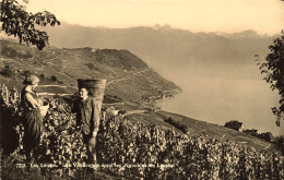 Lavaux Oron , Vaud * Les Vendanges Dans Les Vignobles * Vendangeurs Vignes Vignoble Vin * Schweiz Suisse - Other & Unclassified