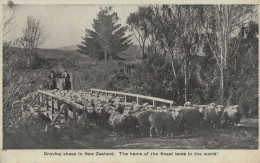 136381 - Neuseeland - Neuseeland - Droving Sheep - Neuseeland