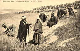 Feld Des Boas ( Champ De Booz ) * Israël * Judaica ? - Israël