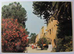 FRANCE - VAR - PORQUEROLLES - Le Chemin De La Plage - Porquerolles