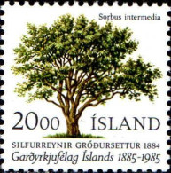 Islande Poste N** Yv:588 Mi:634 Sorbus Intermedia - Unused Stamps