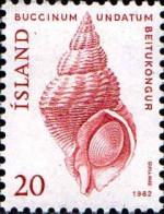 Islande Poste N** Yv:529 Mi:576 Beitukongur Buccinum Undatum - Unused Stamps