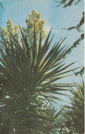 UdSSR 1968, Bildpostkarte, Sukkulente Weiße Yucca, Ungebraucht / USSR 1968, Picture Postcard, Succulent, New - Sukkulenten