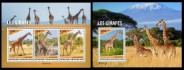 Central Africa 2023 Giraffes. (412) OFFICIAL ISSUE - Girafes