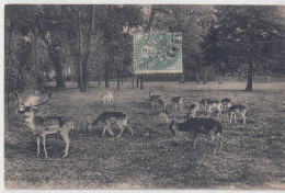 Denain 59, CPA Circulée, Le Parc Au Daims Du Chateau, Bon état - Denain