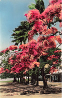 FRANCE - Nouméa - Nouvelle Calédonie - Flamboyant - Vue Panoramique - Colorisé - Carte Postale Ancienne - Nouvelle Calédonie
