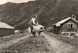 Femme Assise Sur Un Cochon - Cochons