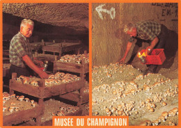 FLEURS - PLANTES & PLANTES - Champignons - Musée Du Champignon - Culture En Caisses - Carte Postale - Pilze