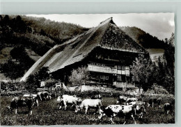 12038902 - Schwarzwald Haeuser Kuehe - Hochschwarzwald