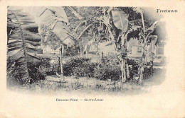 Sierra Leone - FREETOWN - Banana Plantation - Publ. Unknown  - Sierra Leona