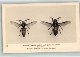 12093002 - Bienen / Imkerei British Museum E 7 - Hornet - Landwirtschaftl. Anbau