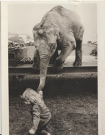 ELEPHANT Enfant  Humour Photo  Drysdale - Elefanti