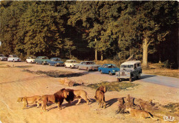 Lions En Liberte Dans La Reserve Africaine Du Chateau De THOIRY Ouvert T L J A La Visite 17(SCAN RECTO VERSO)MA158 - Thoiry