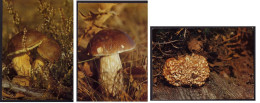 Allemagne, Lot De 3 Cartes Postales Neuves Champignons Comestibles (voir Scans) Essbare Pilze, Mushrooms - Champignons