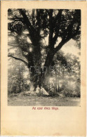 ** T2/T3 Bikszád-gyógyfürdő, Baile Bixad; Stejarul De O Mie De Ani / Az Ezer éves Tölgy / 1000 Year Old Oak Tree - Lepor - Non Classificati