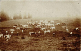 T2/T3 1917 A Katonák Ellátmányát Biztosító állatok Sereglete / WWI K.u.K. Military, A Herd Of Animals Providing Supplies - Non Classés
