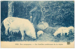 COCHONS.n°24233.LES FAMILLES NOMBREUSES DE LA REGION.TRUIE ET PORCELETS - Cochons