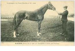 Hippisme.n°35993.galba.alezan .1910.CHEVAUX.SUPPLEMENT A LA FRANCE CHEVALINE.dos Blanc.course.cheval.jokey. - Hípica