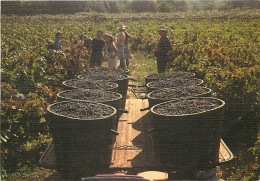 Vignes - Scènes De Vendanges - CPM - Voir Scans Recto-Verso - Vignes