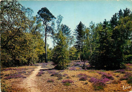 Forêt - Arbres - CPM - Voir Scans Recto-Verso - Bomen