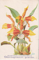 Odontoglossum Grande  - Illeustrateur - Fleurs