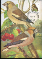 2189 - MK - Buzin : Appelvink  - 1981-1990