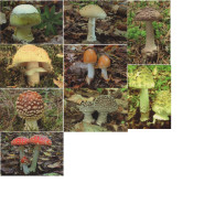 9 Pc. Amanita, Mushrooms, OFTIS, Czech Rep.  2018,  95 X 65 Mm - Petit Format : 2001-...